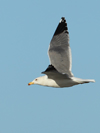 Larus armenicus