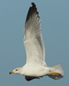 Larus armenicus