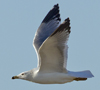 Larus armenicus