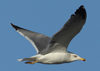 Larus armenicus