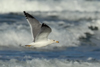 Larus armenicus