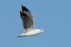 Larus armenicus