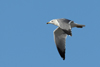 Larus armenicus