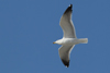 Larus armenicus