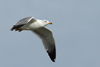 Larus armenicus