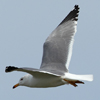 Larus armenicus