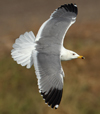 Larus armenicus