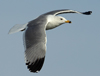 Larus armenicus