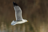 Larus armenicus