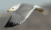 Larus armenicus
