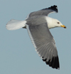Larus armenicus