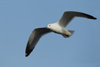 Larus armenicus