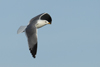 Larus armenicus