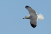 Larus armenicus