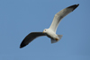 Larus armenicus