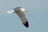 Larus armenicus