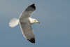 Larus armenicus