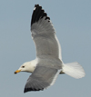 Larus armenicus