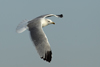 Larus armenicus