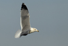 Larus armenicus