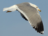 Larus armenicus