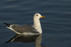 Larus armenicus
