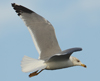 Larus armenicus