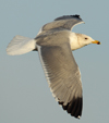Larus armenicus