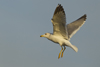Larus armenicus