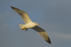 Larus armenicus