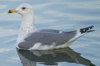 Larus armenicus