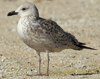 Larus armenicus
