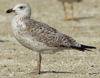 Larus armenicus