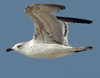 Larus armenicus
