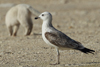 Larus armenicus