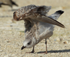 Larus armenicus