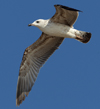 Larus armenicus