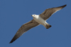 Larus armenicus