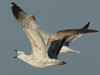 Larus armenicus