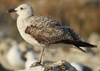 Larus armenicus