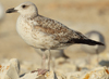 Larus armenicus