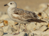 Larus armenicus