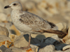 Larus armenicus
