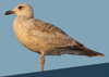 Larus armenicus