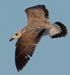 Larus armenicus