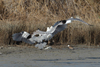 Larus armenicus