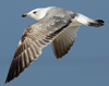 Larus armenicus