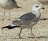 Larus armenicus