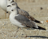 Larus armenicus
