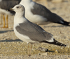 Larus armenicus